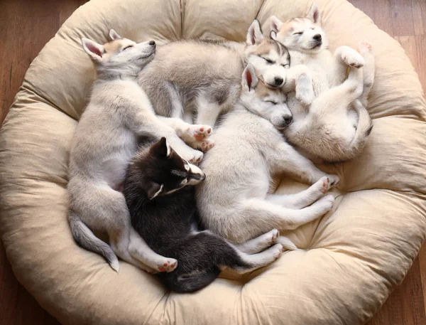 Bonitos cachorros Husky dormindo em casa — Fotografia de Stock