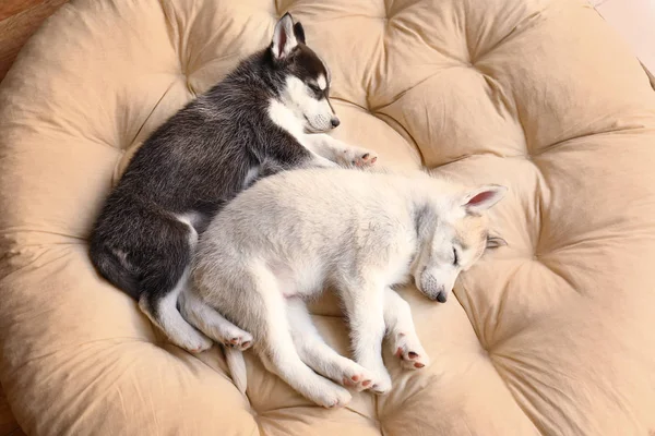 Bonitos cachorros Husky dormindo em casa — Fotografia de Stock