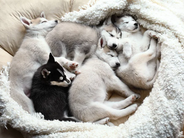 Cute Husky puppies sleeping at home