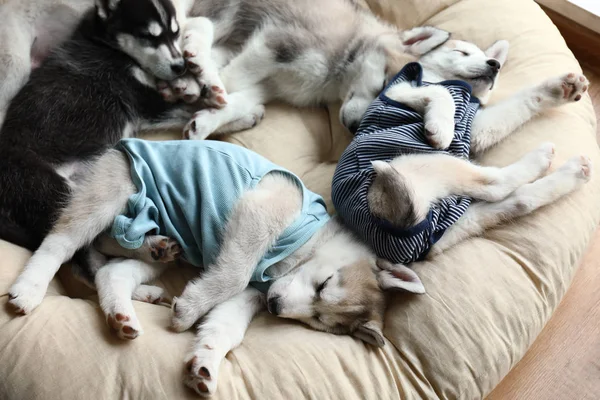 Bonitos cachorros Husky dormindo em casa — Fotografia de Stock