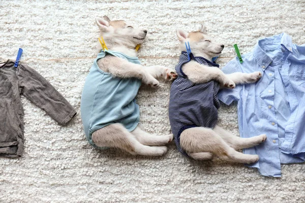 Creative composition with sleeping Husky puppies on soft plaid