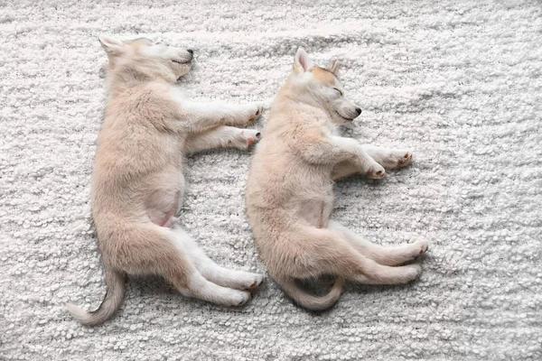 Bonitos cachorros Husky dormindo em xadrez — Fotografia de Stock