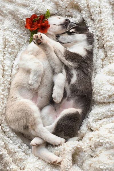 Bonitos cachorros Husky dormindo em casa — Fotografia de Stock