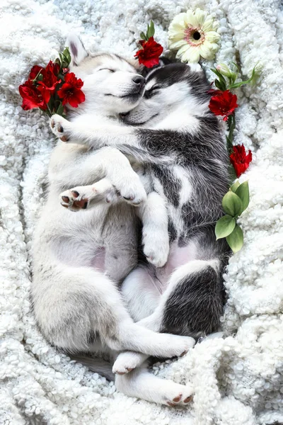 Bonitos cachorros Husky com flores dormindo em casa — Fotografia de Stock