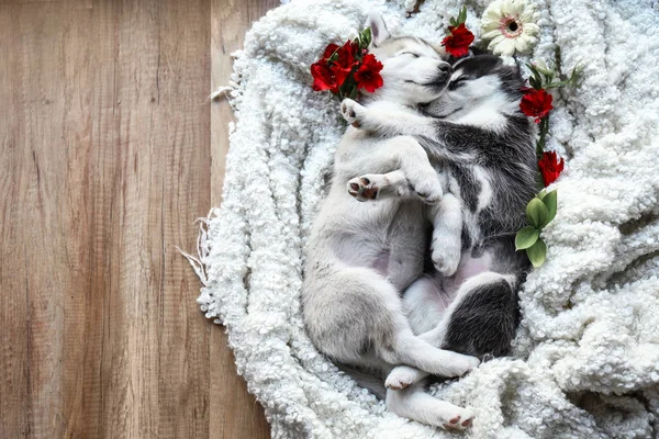 Χαριτωμένο Χάσκι κουτάβια με λουλούδια κοιμούνται στο σπίτι — Φωτογραφία Αρχείου