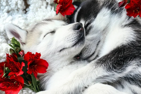 Niedliche Husky-Welpen mit Blumen schlafen zu Hause — Stockfoto