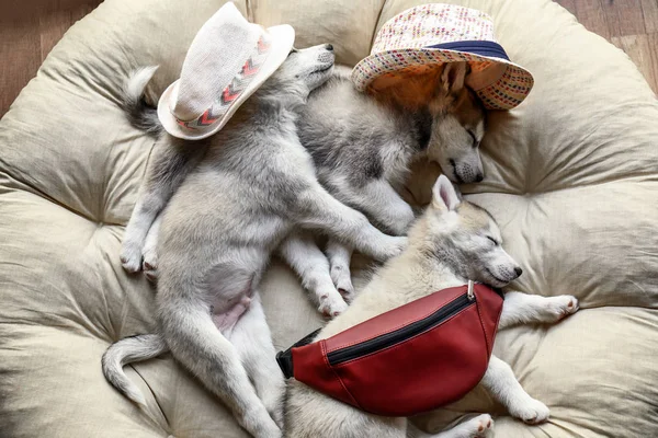 Bonitos cachorros Husky com chapéus e saco dormindo em casa — Fotografia de Stock