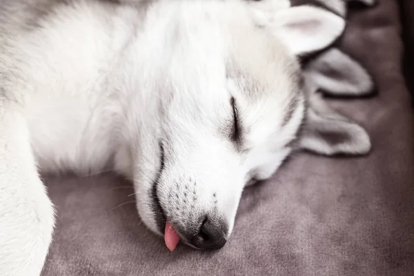 Cão Husky bonito dormindo em casa — Fotografia de Stock