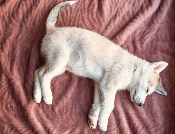 Симпатичный щенок Хаски спит дома — стоковое фото