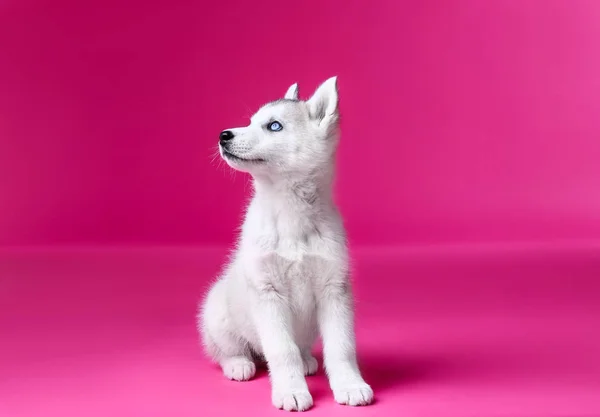 Милий щеня Хаскі на кольоровому фоні — стокове фото