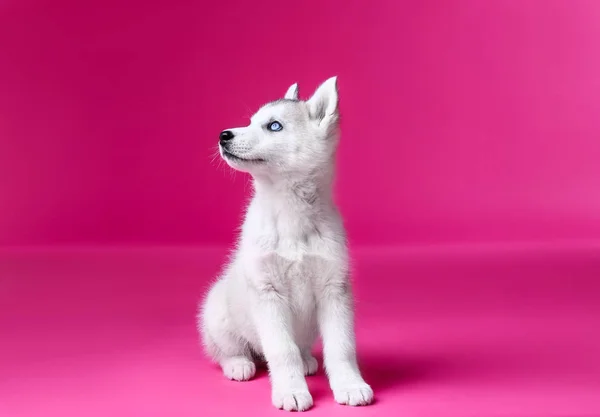 Söt Husky valp på färg bakgrund — Stockfoto