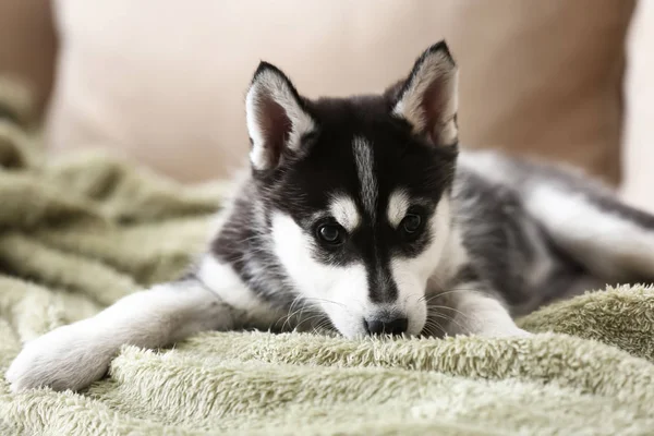 Bonito cachorro husky no sofá em casa — Fotografia de Stock