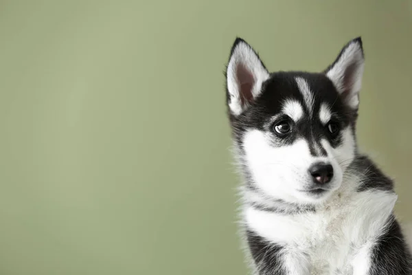 Cão Husky bonito no fundo da cor — Fotografia de Stock