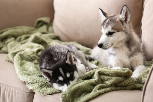 Bonitos cachorros Husky no sofá em casa — Fotografia de Stock