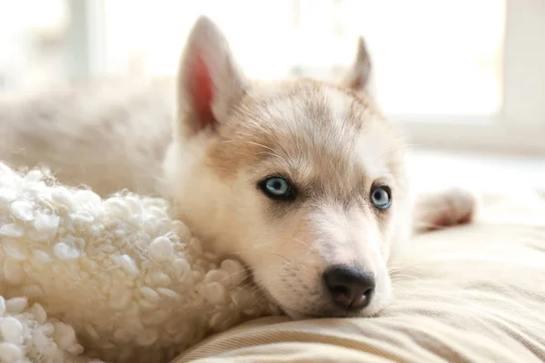 Bonito cachorro Husky deitado na cama — Fotografia de Stock