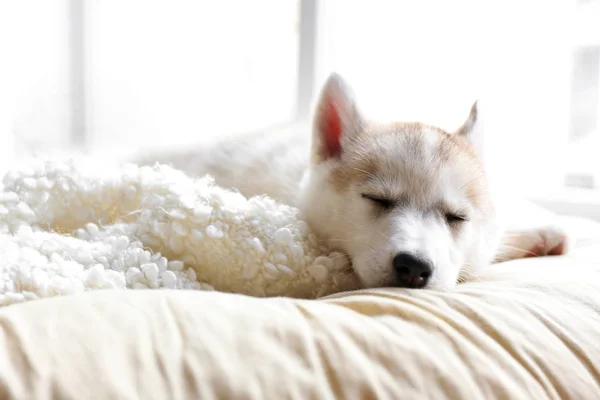 Filhote de cachorro Husky sonolento deitado na cama — Fotografia de Stock