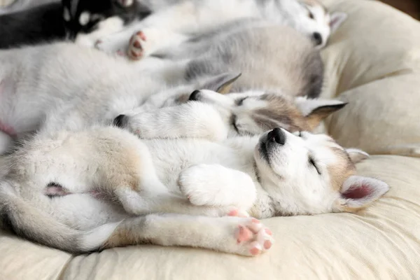 Cute Husky puppies sleeping at home