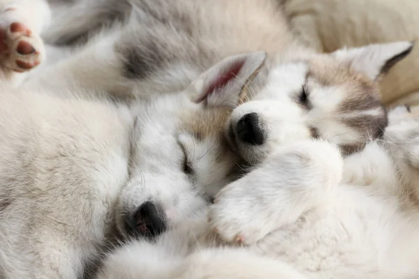 Aranyos husky kölykök alszik otthon — Stock Fotó