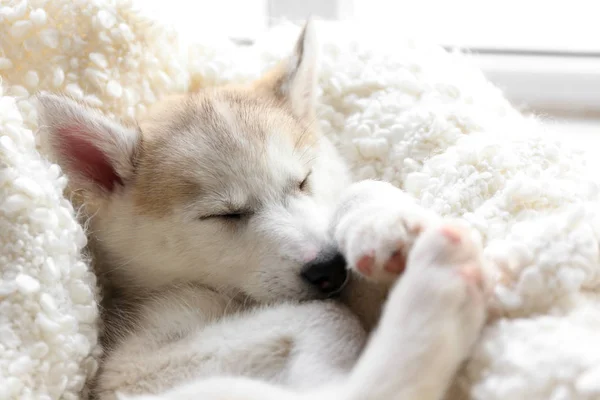 Rozkošné štěně Husky spící doma — Stock fotografie