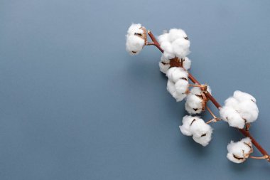 gri zemin üzerine Pamuk çiçek