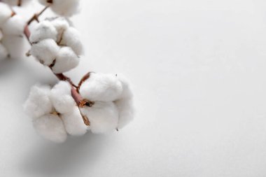 Açık renkli pamuk çiçekler