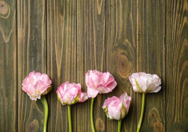 Ahşap arka planda güzel laleler
