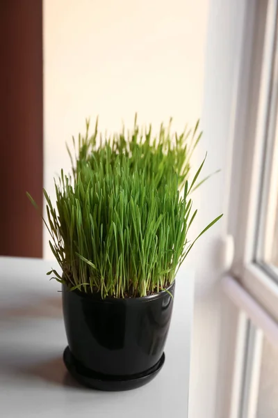 Pentola con erba verde sul tavolo vicino alla finestra — Foto Stock