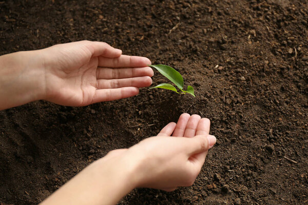 Woman setting out plant in soil