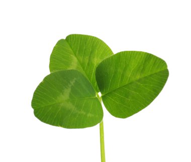 Beyaz arka planda taze yeşil yonca