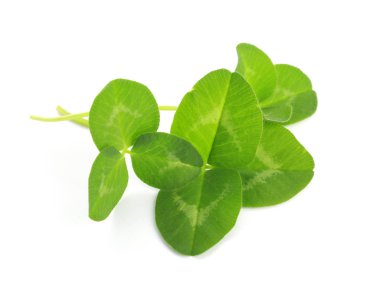 Beyaz arka planda taze yeşil yonca