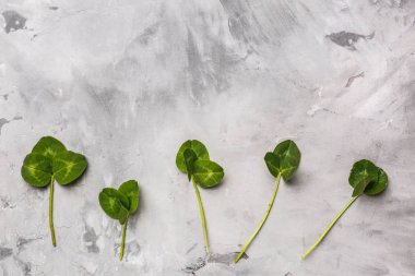 Grunge arka planda taze yeşil yonca