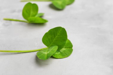 Grunge arka planda taze yeşil yonca