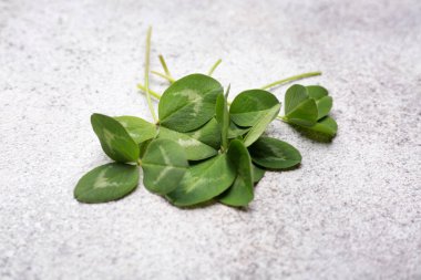 Açık arka planda taze yeşil yonca