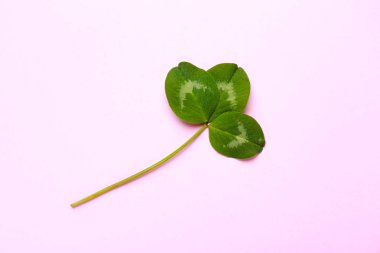 Renk arka planda taze yeşil yonca