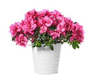 Beyaz arka planda güzel çiçeklenme Azalea ile pot