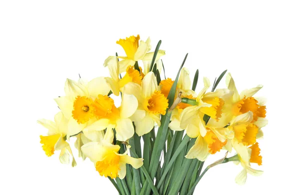 Bouquet of beautiful daffodils on white background — Stock Photo, Image