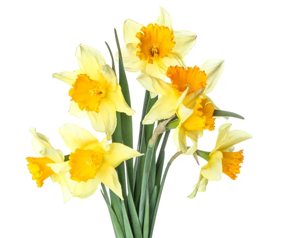 Bouquet of beautiful daffodils on white background — Stock Photo, Image