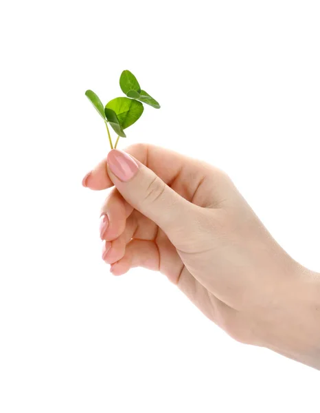 Female hand with fresh green clover on white background — Stock Photo, Image