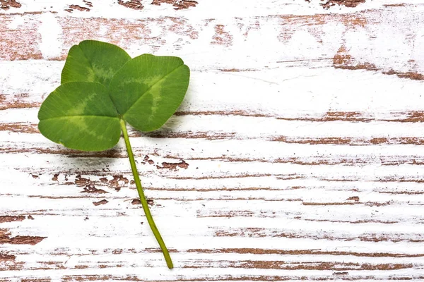 Fresh green clover on white wooden background — Stock Photo, Image