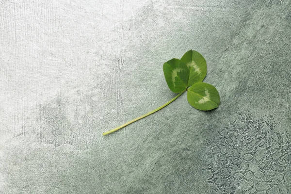 Fresh green clover on light background — Stock Photo, Image