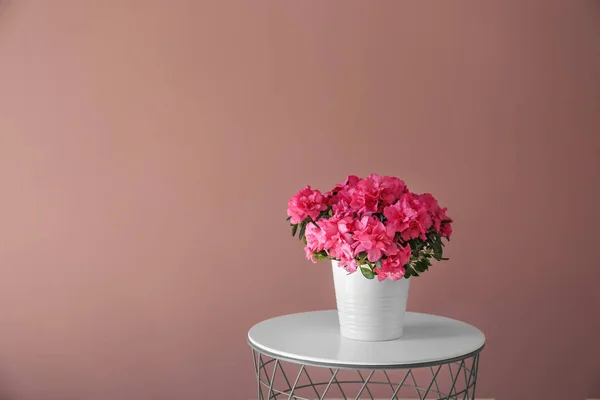 Maceta con azalea hermosa floración en la mesa contra la pared de color — Foto de Stock