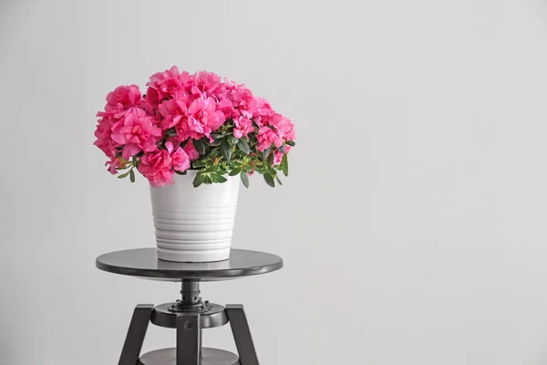 Pot with beautiful blooming azalea on table against grey background — Stock Photo, Image