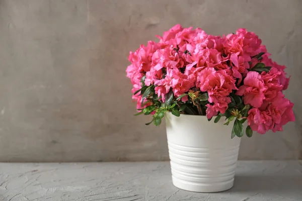 Pot with beautiful blooming azalea on table — Stock Photo, Image
