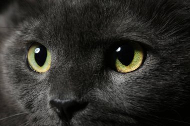 Şirin komik kedi, portre