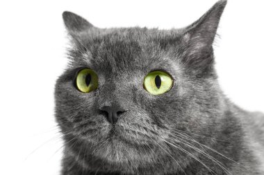 Beyaz arka planda sevimli komik kedi.