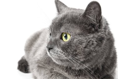 Beyaz arka planda sevimli komik kedi.