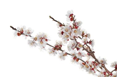 Beyaz arka planda çiçek açan güzel dallar