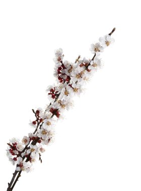 Beyaz arka planda çiçek açan güzel dallar