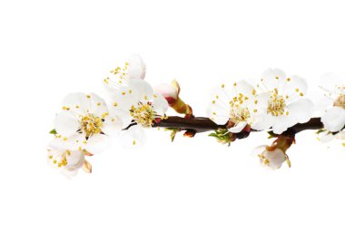 Beyaz arkaplanda çiçek açan güzel bir dal