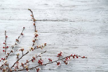 Beyaz ahşap arka planda çiçek açan güzel dallar.